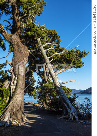 Otosezaki天然紀念碑Jyakushin 21641156