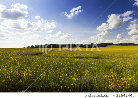 immature cereals, field immature cereals, field 21641445