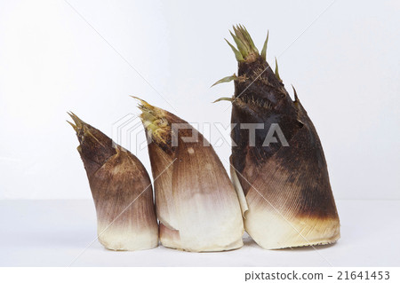 竹筍 竹筍 21641453