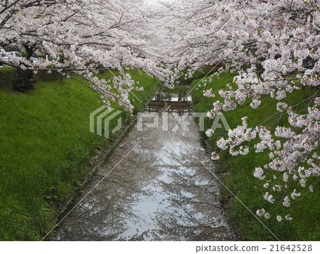 櫻花Namiki 21642528