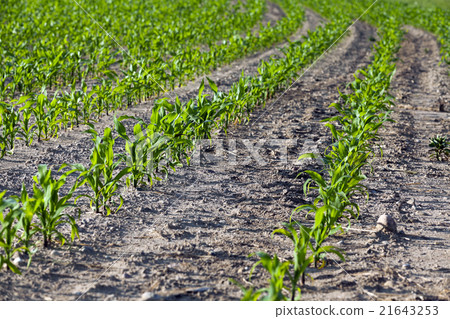 Field with corn   21643253