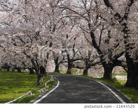 櫻花Namiki 21643520