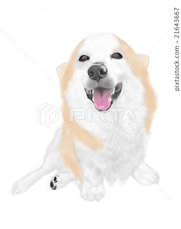 柯基犬充滿樂趣 21643667