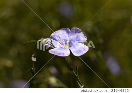 Flower of flax Flower of flax 21644335