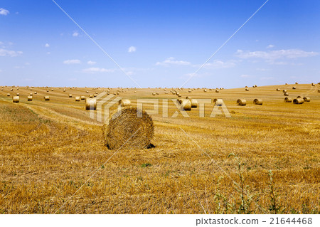 stack of straw in the field stack of straw in the field 21644468