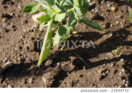 Sayaron Sayaron 21644732