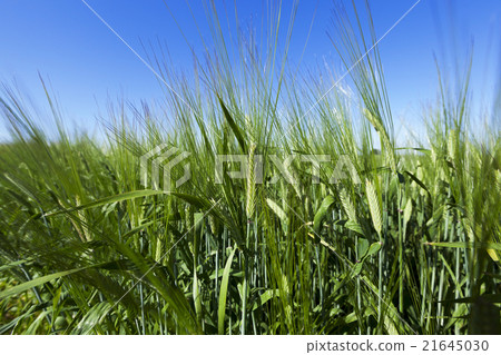 immature green grass immature green grass 21645030