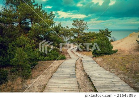 Two wooden pathways in park 21645899