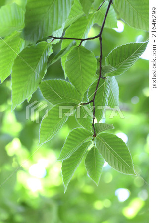 Beech leaves Beech leaves 21646299