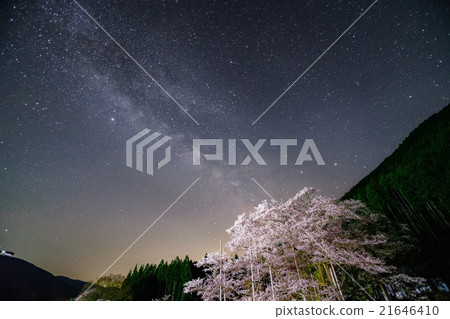 Light Maki Sakura and Milky Way 21646410