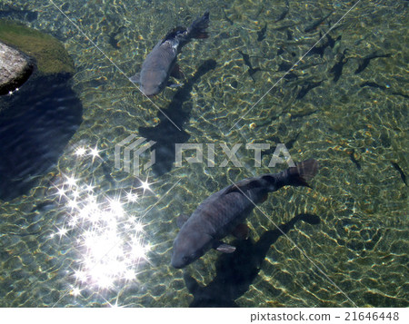 Koi 01.JPG Koi 01.JPG 21646448