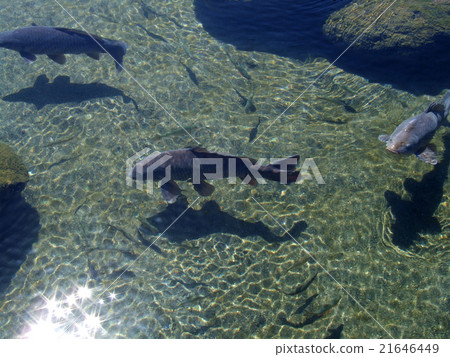 Koi 02. JPG Koi 02. JPG 21646449