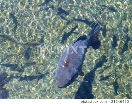 Koi 03. JPG Koi 03. JPG 21646450