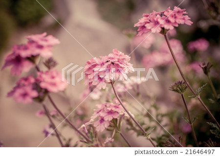 Verbena flowers on bokeh background Verbena flowers on bokeh background 21646497
