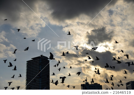 Kobe Harborland's dove 21646519