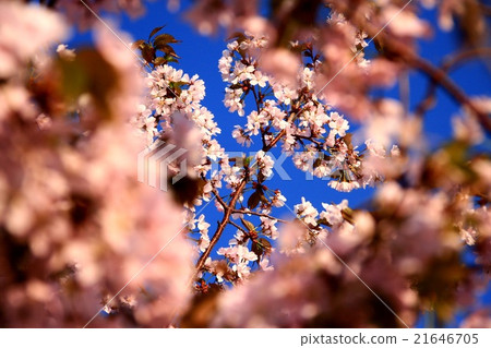 櫻花和藍天 櫻花和藍天 21646705