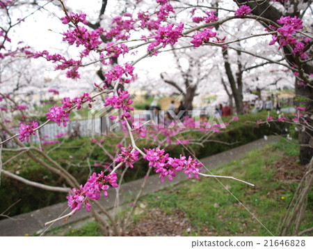 Sakura cherry blossoms on the Yamazaki River Sakura cherry blossoms Hanazuo Sakura cherry blossoms on the Yamazaki River Sakura cherry blossoms Hanazuo 21646828