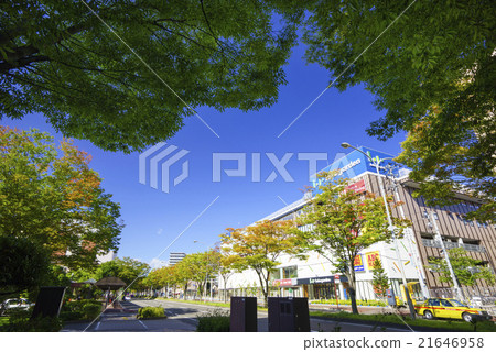 Townscape: Nagamachi Namachi Taiku-ku Ward Office Ward Intersection of the sunny sky Nature-rich beautiful city surrounded by rich green zelkova 21646958