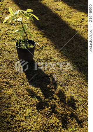 盆栽植物和陰影 盆栽植物和陰影 21646960