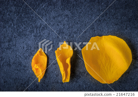 Yellow rose petal on the blue background top view Yellow rose petal on the blue background top view 21647216