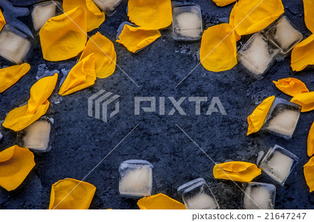 Frame of the rose petal and ice cubes Frame of the rose petal and ice cubes 21647247