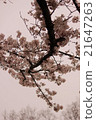 Sakura Dorogon 21647263
