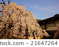 Cherry blossoms at Himuro shrine 21647264