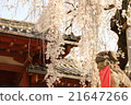 cherry blossom, cherry tree, sakura 21647266