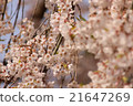 Cherry blossoms 21647269