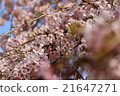 Spring 21647271