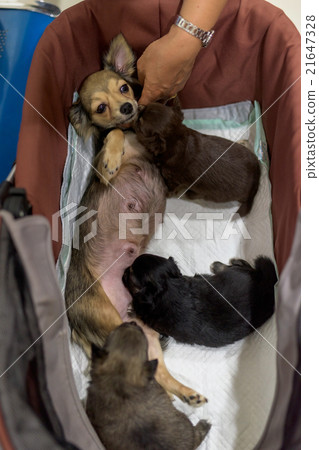 chihuahua mother feeding milk chihuahua mother feeding milk 21647328