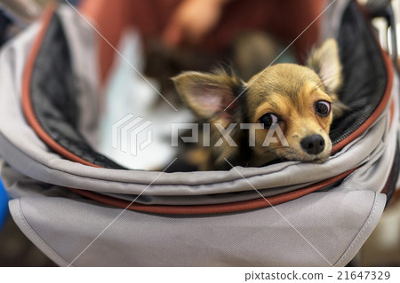 Adorable chihuahua dog with curious emotion Adorable chihuahua dog with curious emotion 21647329