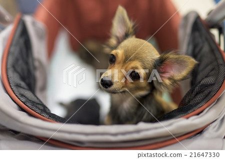 Portrait of chihuahua Portrait of chihuahua 21647330
