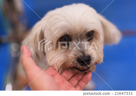 Shih Tzu with owner hand Shih Tzu with owner hand 21647331