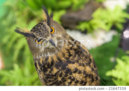 Portrait of Great horned owl 21647339