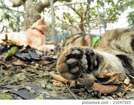 Play well, sleep well! American tight and fresh meat balls in the field and American short · short nap 21647385