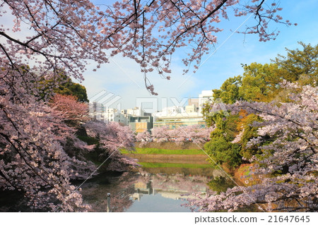 Chidorigafuchi櫻桃樹 21647645