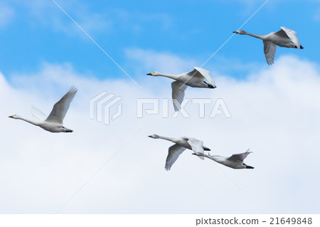 Swinging swans Swinging swans 21649848
