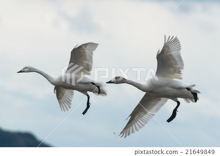 Swinging swans Swinging swans 21649849