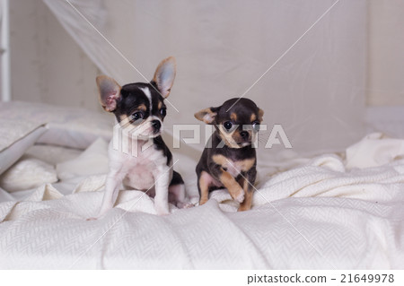 Two dogs are sitting on bed Two dogs are sitting on bed 21649978