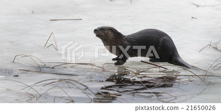 North American river otter (Lontra canadensis). 21650026
