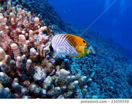 傳播珊瑚在座間味島和東方蝴蝶海中蔓延 傳播珊瑚在座間味島和東方蝴蝶海中蔓延 21650559