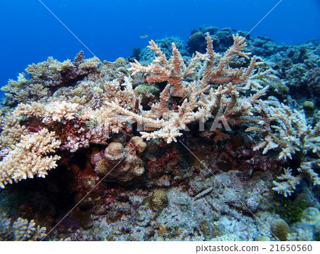 Branches spreading in Zamami Island, Okinawa Coral coral reefs Branches spreading in Zamami Island, Okinawa Coral coral reefs 21650560