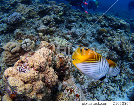 Pairs of sweet butterflies swimming along the sea of Zamamijima in Okinawa 21650564