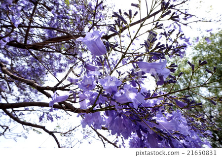 藍花楹花枝 21650831