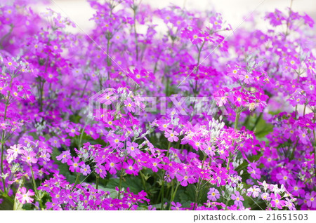 櫻桃樹植物 21651503