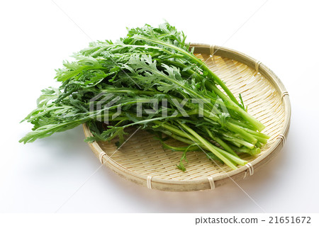 Chrysanthemum 4 Chrysanthemum 4 21651672