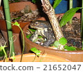 Toad 21652047