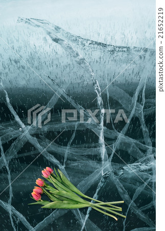 Tulips on Ice. 21652219