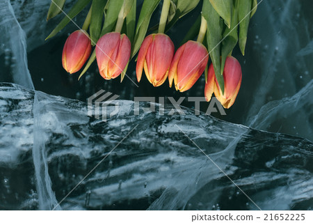 Tulips on Ice. Tulips on Ice. 21652225
